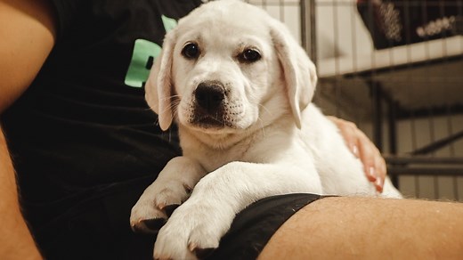 151K views · 10K reactions | 6 Therapy Dog Cuddle With Me! | Life With Labradors | Facebook