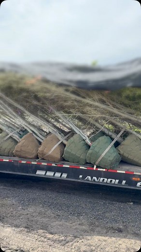 Big trees blowin - #pools #Landscaping #FYP #LandscapingGoals #OutdoorOasis #HardscapeDesign #HardscapeArchitecture #GardenDesign #Unilock #NatureInDesign #CreativeLandscapes #SustainableLandscapes #Backyard #DreamGardens #ParkerLandscaping #HGTV #GreenSpaces #OutdoorSpaces #TopLight #DreamBackyard #Colorado #Aquascape #OutdoorLiving #TransformYourSpace #BeautifulOutdoors #LandscapeArtistry #CustomLandscapes #Design #Concrete #DouglasCounty RMPSlandscaping.com | Beau Wimberly