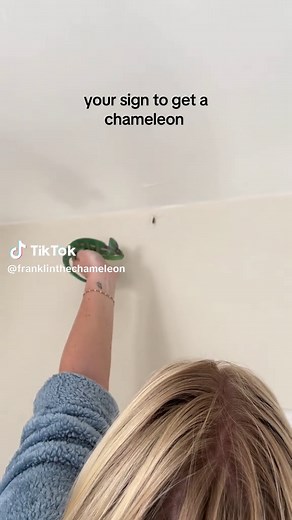 Is a Chameleon the Right Pet for You?