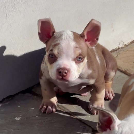 They use to call him Mickey mouse, now he goes by Mighty mouse😂 His name is CRYPTONITE, the dynamite they say comes in small packages!! #americanbully #micro #puppylove #southafrica #usa_tiktok #chocolate #merle #companion #mansbestfriend #myboy #elonmusk #son