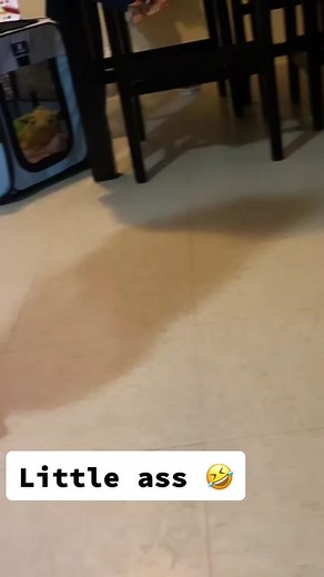 His little run is the cutest 😍🤣 #dogmom #cuteness #fyp