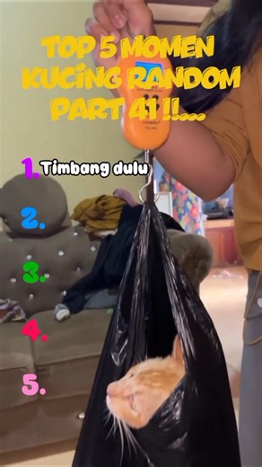 Top 5 momen random kucing part 41