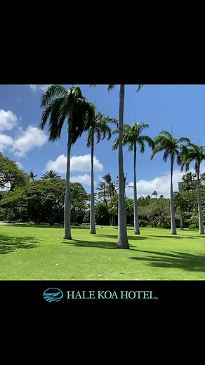 20K views · 424 reactions | Hawaii is all about ALOHA (LOVE), so find our #LoveTree and take a selfie! It goes without saying that leaving your “mark” ruins its beauty, so please “Aloha Ka Aina” (love the land). Mahalo!#HaleKoaHotel #Waikiki #Hawaii | Hale Koa | Facebook