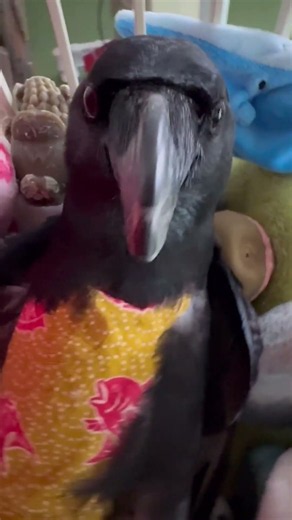 足びょい～～～ん♪仰向けで寝るカラスのクッピ寝室紹介♪BGMキジバト、ギンバト 2026/8/27撮影 #カラスのクッピ #カラス #birds #癒し #かわいい