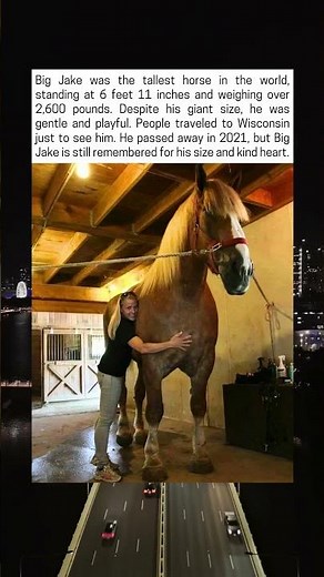 Big Jake, The Tallest Horse In The World