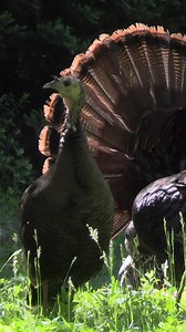 761K views · 10K reactions | Loudmouth Hen! I could listen to this girl over and over! WoodHaven Custom Calls #thefevercrew | The Fever Crew | Facebook