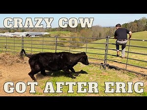 Crazy Cow Got After Eric. Time To Go To The Sale Barn!