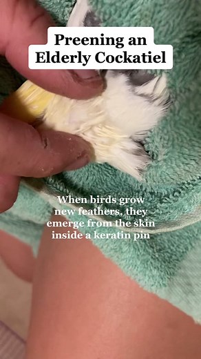 Bonding Through Bird Preening: Tips and Techniques