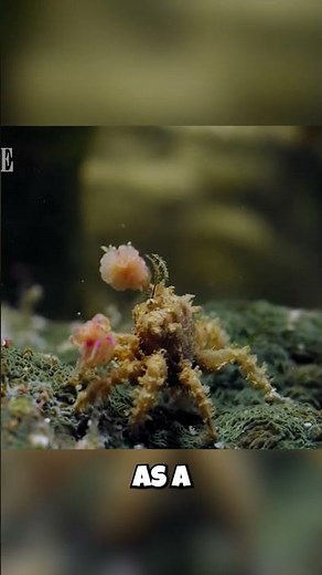 Crab Uses POISONOUS Gloves?! You Won't Believe Why! 🥊