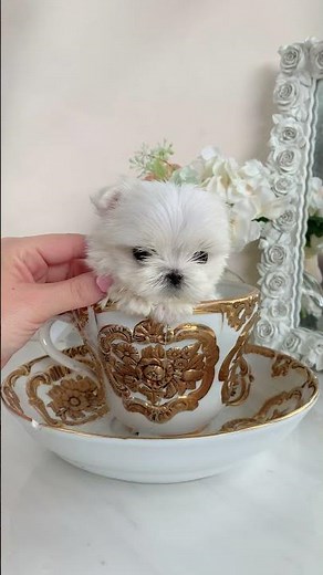 Tiny Teacup Maltese Puppy | TeaCups, Puppies & Boutique