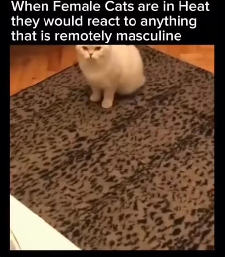 BrainFry | Why this happens to female cats When female cats go into heat, they experience a time when their behavior and body are driven by strong... | Instagram