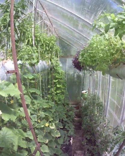 Plants Are Alive 🍀 (9000x)