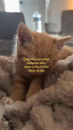 The Unfairness of Cancer: A Tiny Kitten's Battle