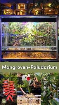 Das Mangroven-Paludarium 🌿🌊 #ramsaubeiberchtesgaden #andistierundpflanzenwelt #paludarium #mangroven