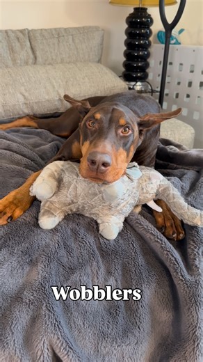 Ruger on Instagram: "Ruger was diagnosed with Wobblers on Tuesday. Last week he woke up hunched, low energy, with his head down so I rushed him to the ER where they performed X-Rays and saw spondylosis. We went to VNICO and had an MRI with Dr. McDonnell who found dynamic disk compression between C4-5 and C5-6. Dr. McDonnell suggested the Adamo disk surgery and we are going to go ahead and have the surgery within the next couple months. If anyone has experience with the Adamo surgery we’d love to