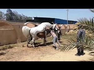 Semen collection from an Arabian stallion 1