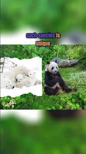 Discover the Fascinating Diversity of Bear Species