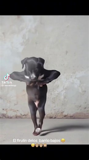 Miky Miky (@livelifedaybyday4)’s videos with sonido original - Miky Miky