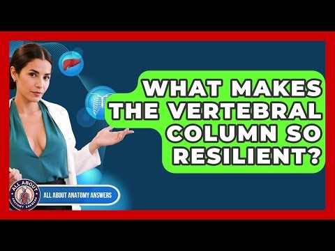 What Makes The Vertebral Column So Resilient? - All About Anatomy Answers