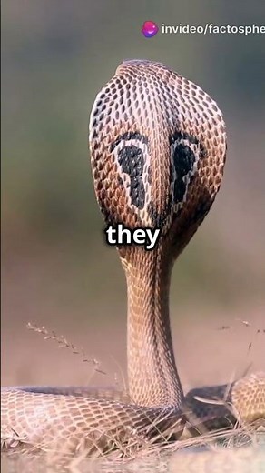 King Cobra vs Python Who Wins Every Time #snakebattle #predator #wildlife