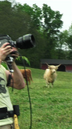 cows never get concerts (bts out now ♥️)