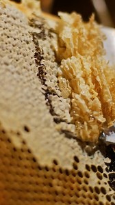 Beeswax is the main ingredient for our psoriasis and eczema stopper 💕🐝 Did you know that a pound of honey is made by 2 million flower visits? 💭 Leave us a comment and we'll reply with more curious facts about how bees are great skincare scientists ☺️✨ #skincare #bees #beeswax #skincareroutine #acne #psoriasis #eczema #honey #skin #health #antiaging #viral #beauty #foryou #fyp #naturalbeauty #skincaretips | Frøya Organics