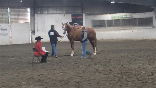 Frankie's first show and he got 2nd in Showmanship, and 2nd in the Jr. Horse Halter class. This video is his Showmanship pattern. | Worrell Horsemanship