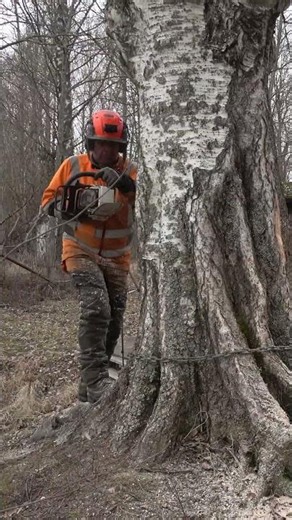 Most chainsaw owners shouldn't do this #treefelling #chainsaw #warning