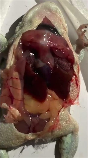 frog operation 😢😢