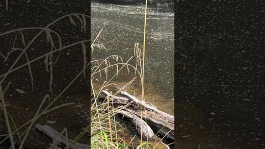 Elusive little Platypus #Tasmania #Fernglade platypus reserve | Amelia Lyons
