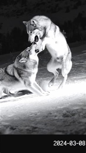 Mountain Wolves Fight on CCTV || Black & White Wildlife Loop #cctv #shorts