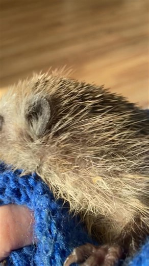 30K views · 1.3K reactions | 璉殺Peggy ,nach dem Reinigen ihrer Box , betrachtet die Gesamtsituation und möchte dann aber auch schnell wieder in ihr Schlafhaus. Sie hat eine wirklich tolle Nase 璉殺璉 | Igelstation Berlin-Hermsdorf | Facebook