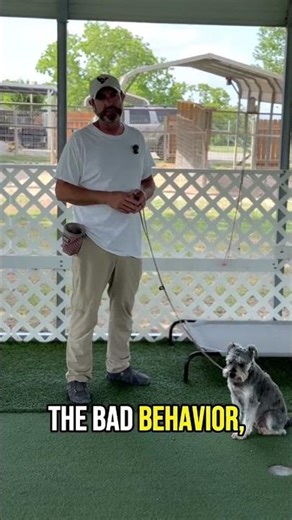 Top Tips for Rescue Dogs: Small Shifts in Routine for Big Behavior Changes