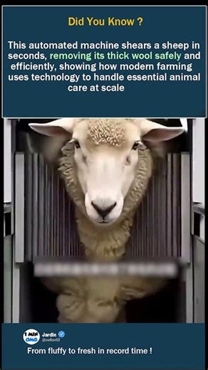 This Automated Machine Shears a Sheep in Seconds