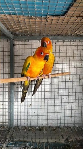 🦜 Beautiful Sun Conure at Jessy Aquarium | Vibrant & Playful Parrot
