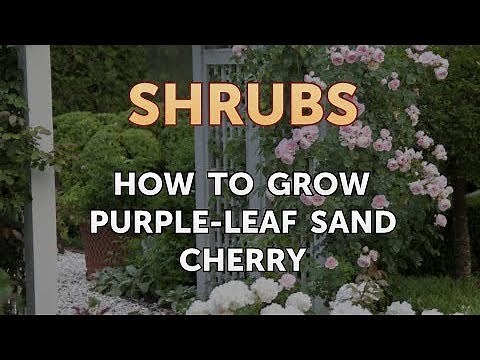 How to Grow Purple-Leaf Sand Cherry