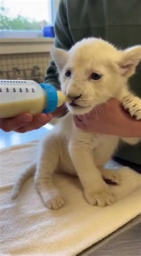 Rescued White Lion Cub Gets a Second Chance at Life 🦁❤️ #wildliferescue #lioncub