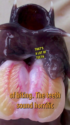 Exploring Hagfish: The Shark-Suffocating Slime Creatures