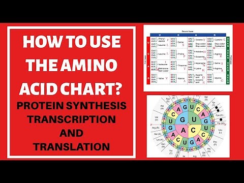 HOW TO USE THE AMINO ACID CHART? | HOW TO DO TRANSCRIPTION AND TRANSLATION? | PROTEIN SYNTHESIS