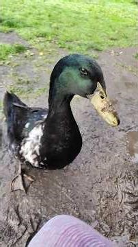 Happy Goose 🦆💚🥰🪱💊 #petduck #cayuga #duck #goose #morningroutine #cuteanimals #happy
