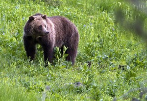 Grizzly bear blamed for fatal Montana mauling and Idaho attack is killed after breaking into a house