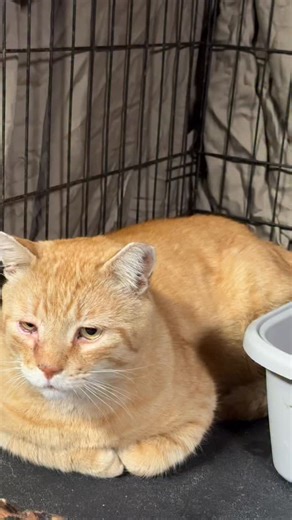 24 reactions · 10 comments | Guys, we’ve rescued a mountain lion!...