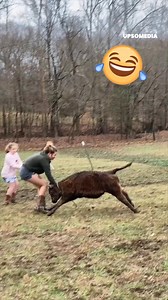 Deze koe laat niemand de baas zijn 😅 | Positief