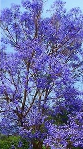 el suelo se pinta del color de las jacarandás