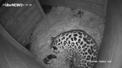 425K views · 5.6K reactions | A rare leopard cub has been born at Dartmoor Zoo in what's been described as a 'huge milestone' for the critically endangered species. Zookeepers say the cub is one of only fifteen Amur Leopards born in captivity in the world this year. | ITV News West Country | Facebook