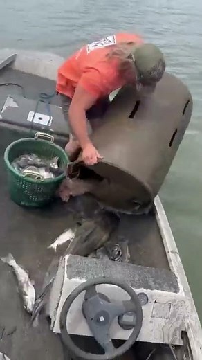 Two big opelousas cats baw!!!