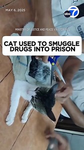 278K views · 2.3K reactions | A cat with packages of drugs taped to...