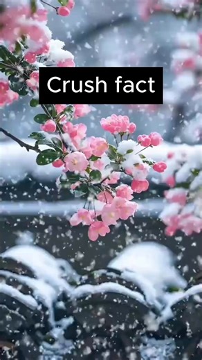 2.6K views · 19 reactions | Did you know you can use a simple ‘reverse psychology’ technique to make your ex want you back? If you want to see how well this sneaky method actually works, just watch this very short video: Click Here https://tinyurl.com/relationshipexquote . . . . . . . . #relationshipstatus #womenquotes #wordsofadvice #relationships101 #quotesabouthim #dailyquotes #relatablequote #womanquote #relationshipadvise | Relationship Dating Quotes | Facebook