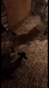 Many long hours ahead down at the sheep barn.🖤 #familyfarm #sheep #foryou #fyp #lambs2020 | Haydn House