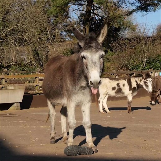8.5K views · 458 reactions | Nothing beats a slow Saturday morning and a Tat-sized yawn! 辰 | Adopt A Donkey | Facebook
